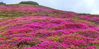 Au înflorit bujorii din Munții Făgărașului. Rhododendronul oferă un spectacol de culoare la peste 1400 m altitudine